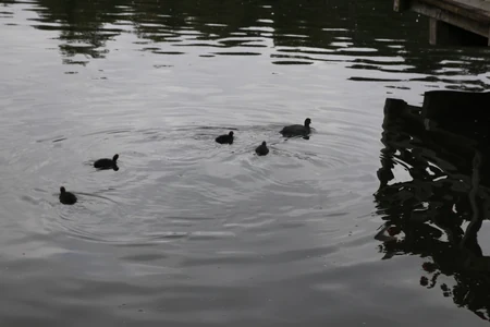 Gemütlich und Sicher zum Hariksee.