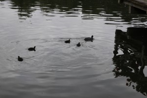 Gemütlich und Sicher zum Hariksee.