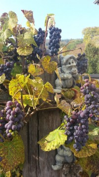 Bitburger Land-Dornauelsmühle-Tour