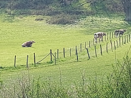 BFR Start in die Motorrad Saison 2021