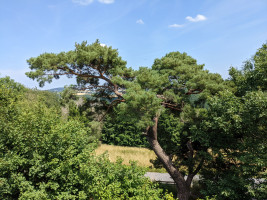 GG Sommertour zur Wacholderhütte